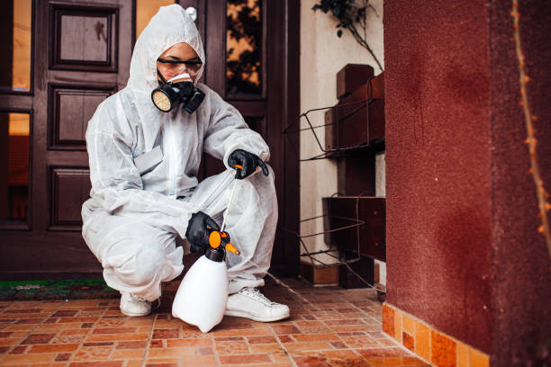Reliable Wasp Removal contractor in Redlands, CO by Show Me Pest Control